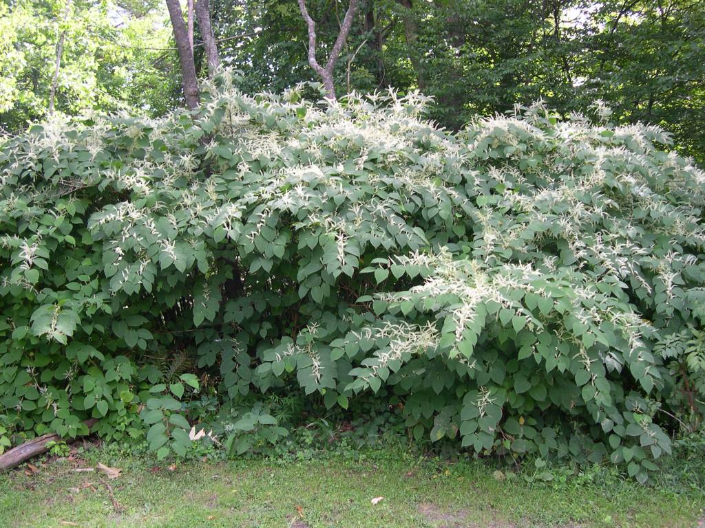 Japanese knotweed growing wild